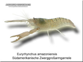 Euryrhynchus amazoniensis - Südamerikanische Zwerggroßarmgarnele
