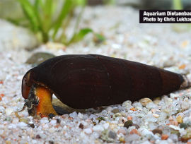 Faunus ater - Rote Teufelsdornschnecke