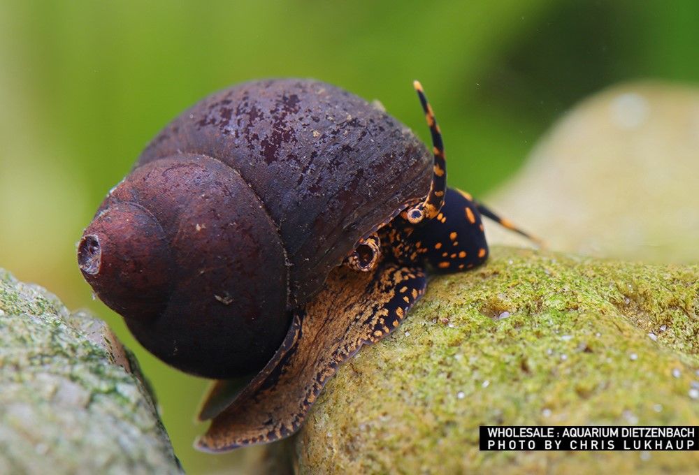 Filopaludina sp. - "Orange spotted Leopard" Schnecke