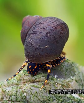 Filopaludina sp. -  "Orange spotted Leopard" Schnecke