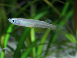 Foerschichthys flavipinnis - Orange Fins