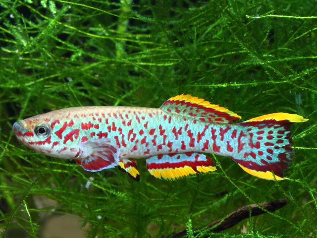 Fundulopanchax gardneri akure - Männchen Fundulopanchax gardneri akure - Männchen