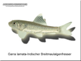 Garra lamata - Indischer Breitmaulalgenfresser