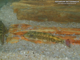 Gastromyzon ctenocephalus - Borneo Flossensauger