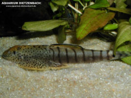 Gastromyzontidae - Flossensauger