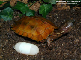 Geomyda spengleri