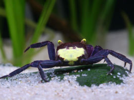 Geosesarma bicolor - Vampir Krabbe