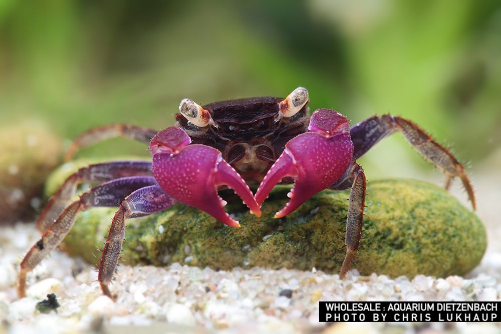 Geosesarma bogorensis - Violette Vampirkrabbe