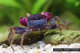 Geosesarma bogorensis - Violette Vampirkrabbe