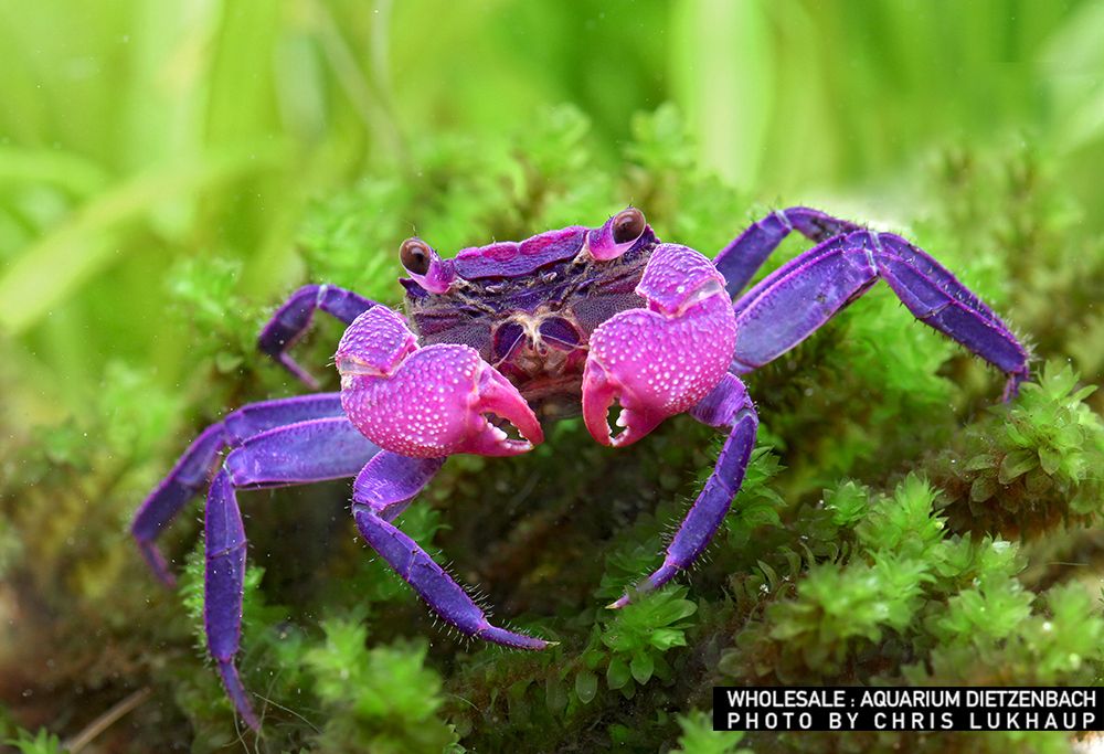 Geosesarma dennerle - Vampirkrabbe