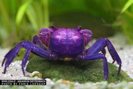 Geosesarma dennerle - Vampirkrabbe