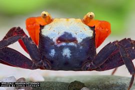 Geosesarma nigripes - Golden Top Vampirkrabbe