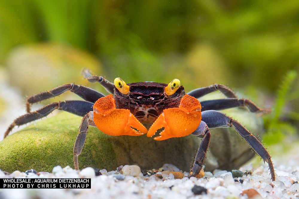 Geosesarma noduliferum - Vampirkrabbe