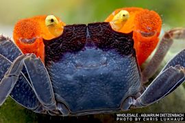 Geosesarma noduliferum - Vampirkrabbe