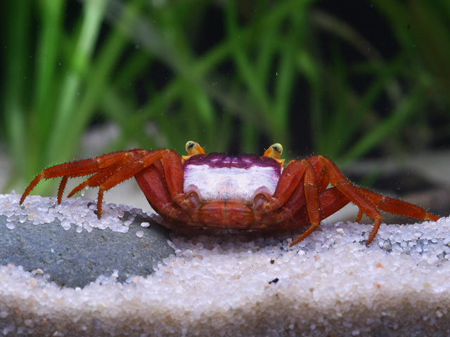 Geosesarma notophorum - White Mandarin Vampire Crab Geosesarma notophorum - White Mandarin Vampire Crab