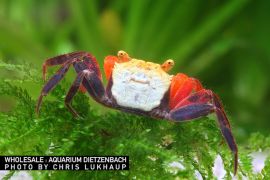 Geosesarma riani - Golden Top Vampirkrabbe