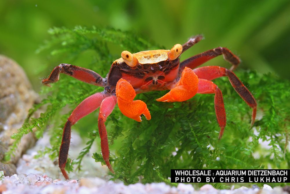 Geosesarma riani - Golden Top Vampirkrabbe