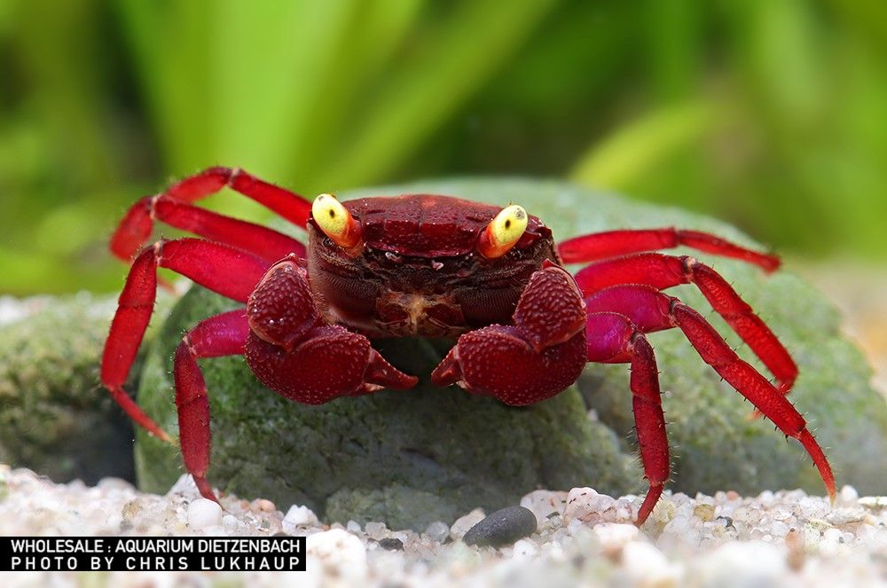 Geosesarma sp.  - Vampir Krabbe "Darkred yellow eye"