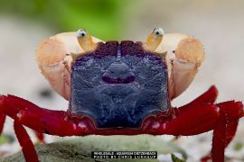 Geosesarma notophorum - White Mandarin Vampire Crab Geosesarma notophorum - White Mandarin Vampire Crab