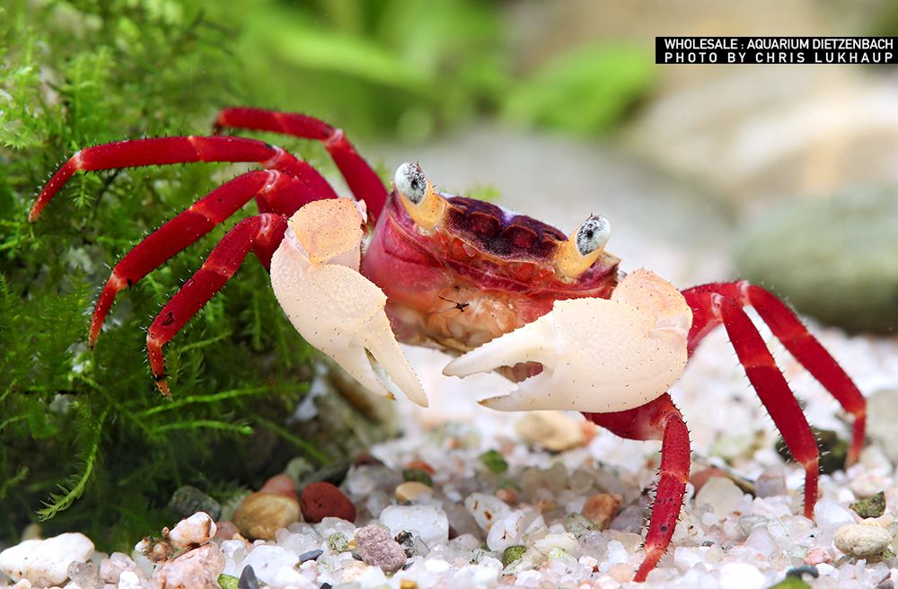 Geosesarma notophorum - White Mandarin Vampire Crab Geosesarma notophorum - White Mandarin Vampire Crab