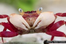 Geosesarma notophorum - White Mandarin Vampire Crab Geosesarma notophorum - White Mandarin Vampire Crab