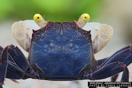 Geosesarma sp. "Yellow Eye" - Yellow Eye Vampire Crab