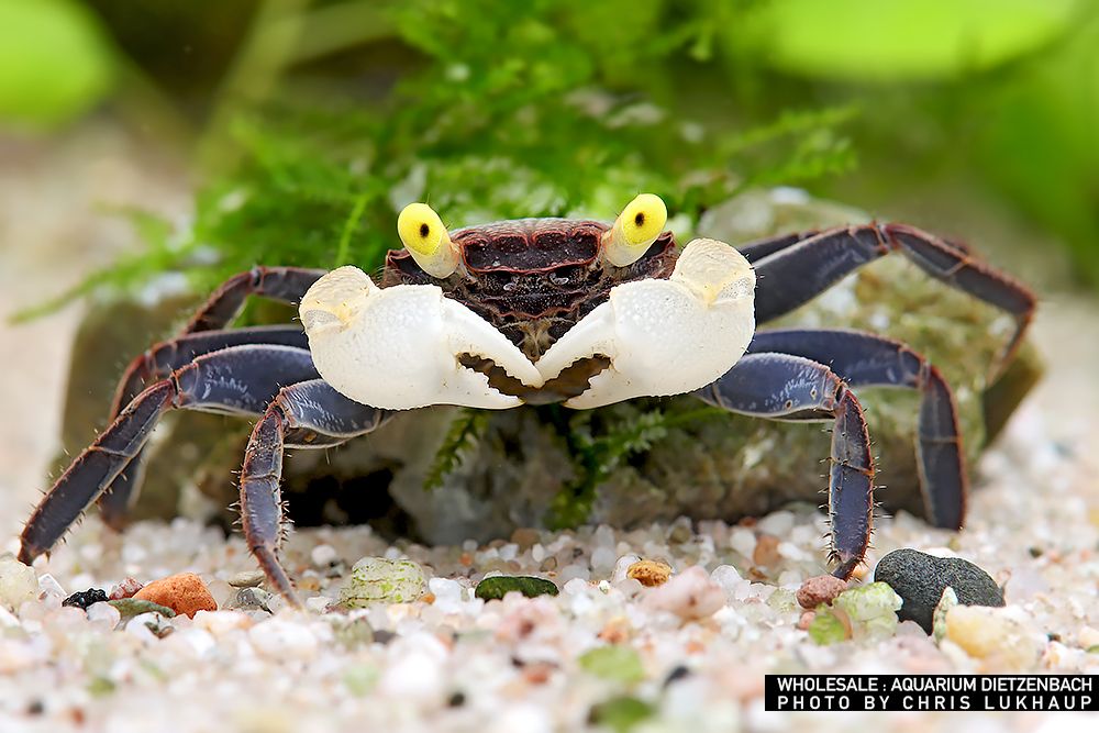 Geosesarma sp. "Yellow Eye" - Yellow Eye Vampire Crab