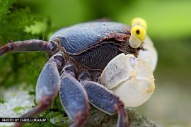 Geosesarma sp. "Yellow Eye" - Yellow Eye Vampire Crab