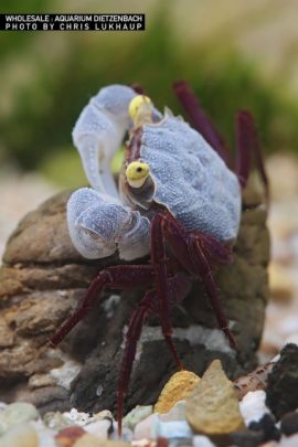 Geosesarma sp. - Vampir Krabbe "Purple haze"