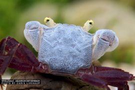 Geosesarma sp. - Vampir Krabbe "Purple haze"