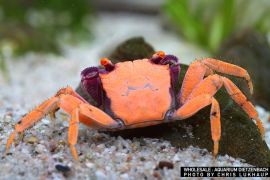 Geosesarma tiomanicum - Disco Vampire Crab