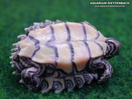 Graptemys nigrinoda nigrinoda