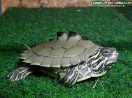 Graptemys nigrinoda nigrinoda