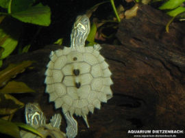 Graptemys nigrinoda nigrinoda