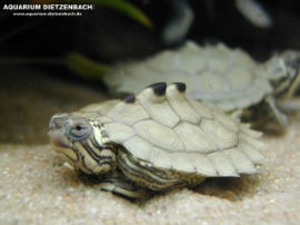 Graptemys nigrinoda nigrinoda - Prachthöckerschildkröte