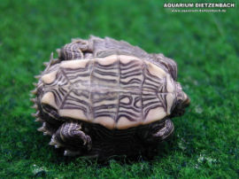 Graptemys pseudogeographica sabinensis