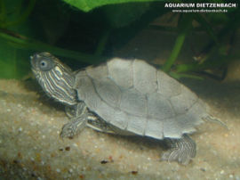 Graptemys pseudogeographica sabinensis