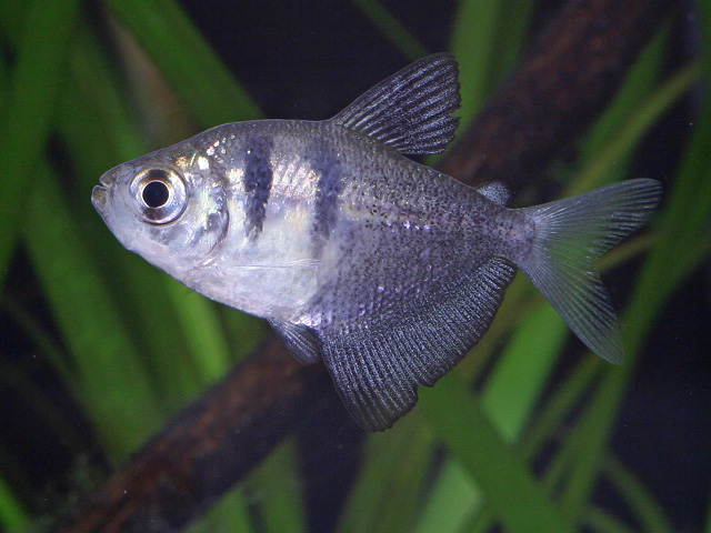 Gymnocorymbus ternetzi - Trauermantelsalmler