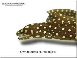 Gymnothorax cf. meleagris