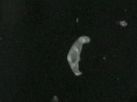 Gyrodactylus spec.
