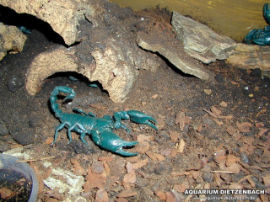 Hadogenes bicolor