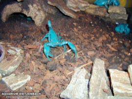 Hadogenes bicolor