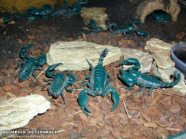 Hadogenes bicolor
