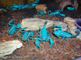Hadogenes bicolor