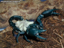 Hadogenes bicolor - Blauer Riesenskorpion
