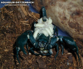 Hadogenes bicolor