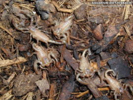 Hadogenes bicolor