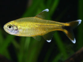 Hasemania nana - Kupfersalmler