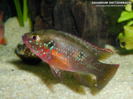 Hemichromis bimaculatus
