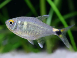 Hemigrammus ocellifer - Schlußlichtsalmler